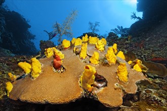 Yellow boring sponge (Siphonodictyon coralliphagum) on Massive Starlet Coral (Siderastrea siderastrea)