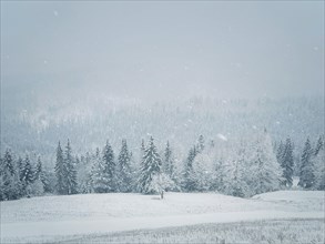 Winter snowfall landscape in Carpathian mountains. Wonderful idyllic snowing scene with a bench under a lone tree in front of a coniferous forest under snow. Foggy white woodland sceneryin Bukovel