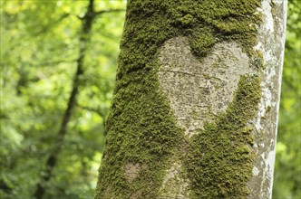 Heart in tree bark