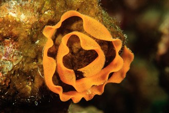 Clutches of marine nudibranch (Halgerda malesso)