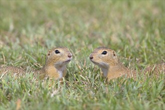 Two European ground squirrel (Spermophilus citellus)