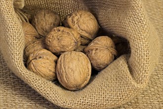 Persian walnut (Juglans regia)