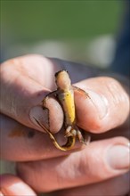 Hand holding newt (Lissotriton helveticus)
