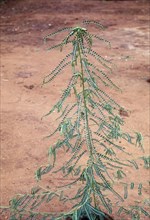 Phyllanthus amarus: Jangli amli