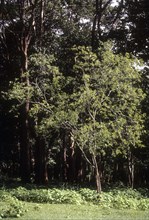 Sandalwood tree