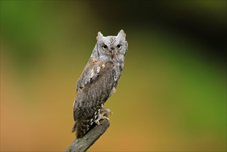European scops owl (Otus scops)