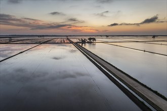 Flooded rice fields in May at daybreak