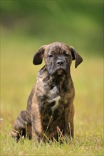 Cane Corso Boxer mix Domestic dog (Canis lupus familiaris)