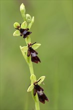 Fly orchid (Ophrys insectifera)