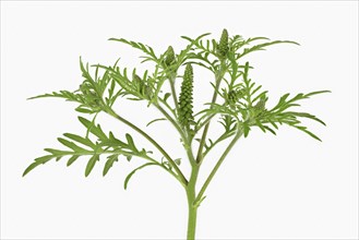 Common Ragweed (Common Ragweed)
