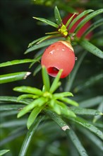 English yew (Taxus baccata)
