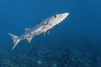 Great barracuda (Sphyraena barracuda)