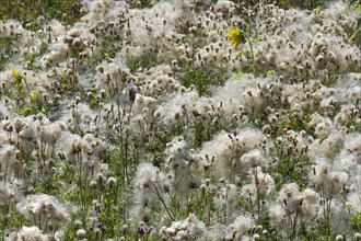 Field of faded Creeping thistle (Cirsium arvense) Bavaria