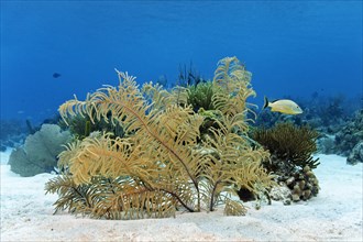 Slimy Sea Plume (Pseudopterogorgia americana) on a sandy bottom