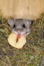 Edible dormouse (Glis glis) in a nest box as a summer roost