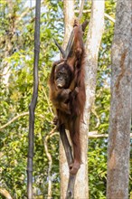 Bornean orangutan (Pongo pygmaeus) climbing tree