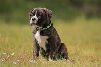 Cane Corso Boxer mix Domestic dog (Canis lupus familiaris)