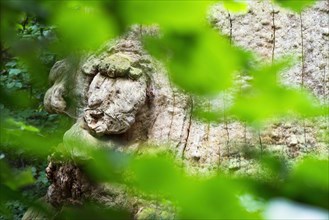 Tree face on an 800-year-old Beech (Fagus)