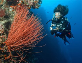 Diver looking at and illuminating Red whip coral (Ellisella ceratophyta)