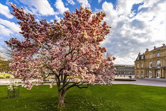 Magnolia (Magnolia) in front of the New Palace on Schlossplatz