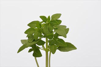 Small-leaved basil (Ocimum basilicum picolino)