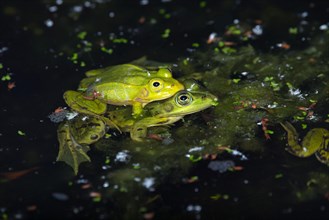 Pool frog (Pelophylax lessonae)