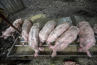 Domestic Pigs (Sus scrofa domesticus) at a trough in an outdoor enclosure
