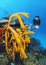 Diver looking at large Scattered Pore Rope Sponge (Aplysina fulva) on coral reef wall