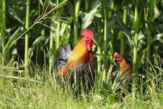 Domestic fowl cock Organic husbandry