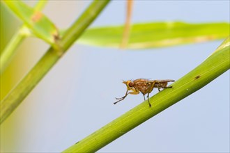 Marsh fly (Sciomyzidae) on reed stalk