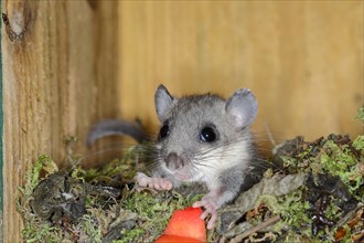 Edible dormouse (Glis glis) in a nesting box as a summer roost