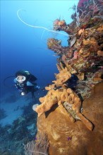 Diver looking at coral reef wall with various Sponge (Porifera) and corals (Anthozoa)