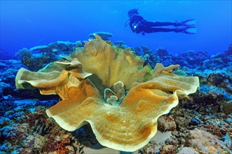 Diver looking at large Pagoda coral (Turbinaria mesenterina) in coral reef