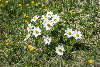 Alpine pasque flower (Pulsatilla alpina) in a meadow