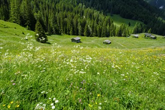 Alpine meadows of the Oberreinsalm