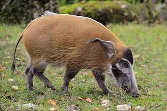 Brush-eared pig (Potamochoerus porcus pictu)