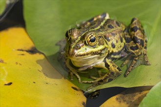 Green frog (Rana esculenta) on a lily pad