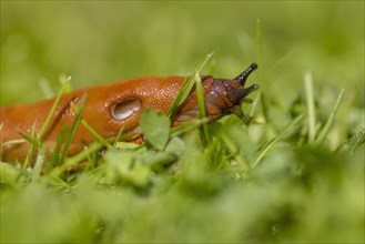Red slug (Arion rufus)