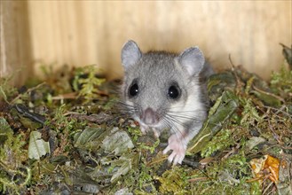 Edible dormouse (Glis glis) in a nesting box as a summer roost