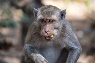 Crab eating macaque (Macaca fascicularis) or Javan monkey