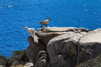 Domestic Goats (Capra aegagrus hircus) standing on a boulder at Capo Testa