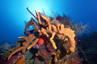 Small coral tower with Brown tube sponge (Agelas conifera) in backlight