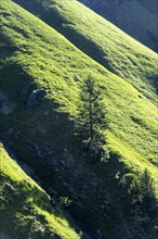 Mountain flank overgrown with grass