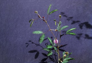 linn : sensitive (Mimosa pudica) plant. lajjavanti