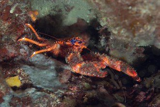 Spinous squad lobster (Galathea strigosa) in hiding