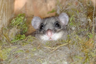 Edible dormouse (Glis glis) in a nesting box as a summer roost