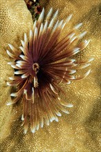 Indo-Pacific Indian Feather Duster Worm (Sabellastarte spectabilis)