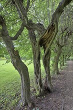 Hornbeam avenue (Carpinus betulus)