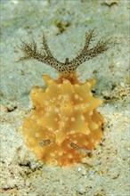 Frontal view of marine nudibranch (Halgerda malesso) with gill apparatus extended