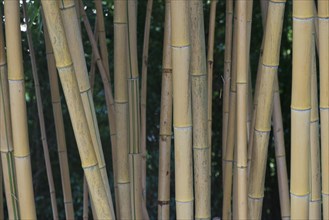 Bamboo (Phyllostachis) Bad Fuessing